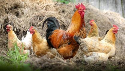 chickens-2522623_1920