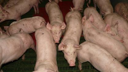 Les achats de porcs par la Chine sont passés de 3,3 milliards € en 2019  à 5,7 milliards € en 2020.