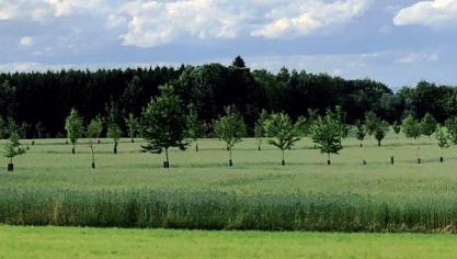 L’ouvrage fournit des instructions claires et précises en vue de choisir les techniques optimales et les fournitures idéales pour garantir la réussite de chantiers agroforestiers, depuis la préparation d’un projet de plantation jusqu’à la récolte.