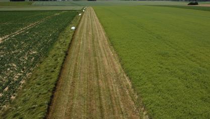 Une bande aménagée pour butineurs, une mesure mise en place par le Parc naturel.