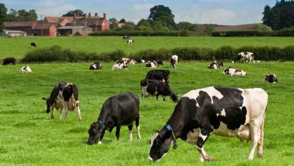 Field of cows with SenseTime tags (4)