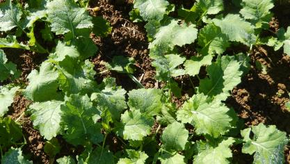 Les plantes les plus avancées sont à 6 feuilles avec une croissance dynamique  et forment de beaux champs bien couverts.