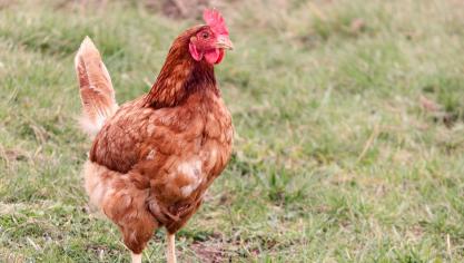 La consultation publique ouverte par la commission se clôturera le 21 janvier prochain.