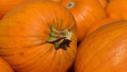 pumpkins-g77d89dd7d_1920