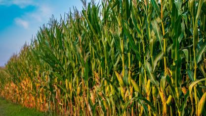 field-g835d51781_1920