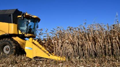 Grâce aux quelques belles journées ensoleillées, les teneurs en humidité  des grains ont encore bien diminué.