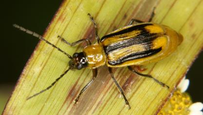 Individu adulte de chrysomèle des racines du maïs (Diabrotica virgifera).
