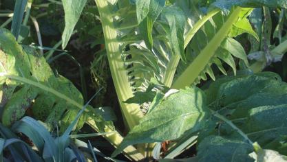 Le cardon est une plante de plus de 1 m de haut et s