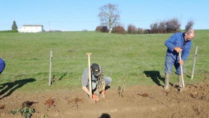 Les plants sont posés sur la ligne de plantation juste avant d’être plantés, les autres restent dans la benne sous une bâche  en attendant, cela évite leur dessèchement.