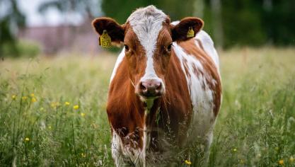 Le projet de résolution insiste sur l’importance d’accompagner financièrement  les progrès demandés aux agriculteurs dans tous les domaines du bien-être animal.