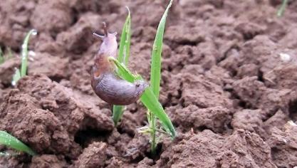 Une culture qui progresse est chaque jour moins vulnérable aux limaces, même si celles-ci sont nombreuses.
