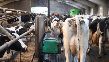 Les besoins en eau d'une vache à haut rendement peuvent atteindre 100 à 150 l par jour voire plus.