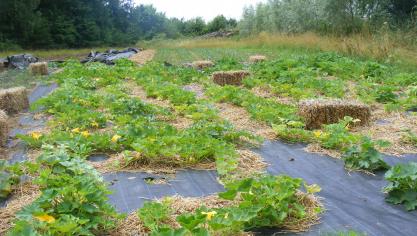 La présence d'un paillage reporte l'incorporation des débris de culture à une date ultérieure.