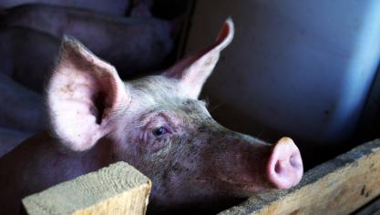 cochon