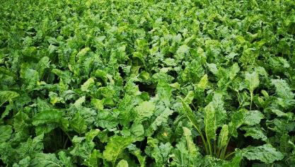 L’Efsa travaille au développement d’un outil spécifique pour évaluer l’utilisation  d’urgence des pesticides, en tenant compte de l’expérience acquise  en 2020 et 2021.