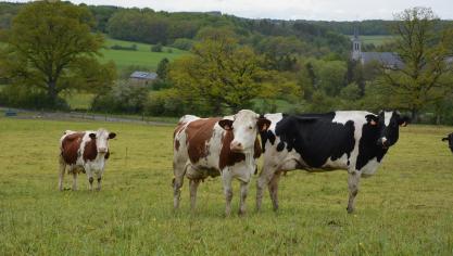 La bronchite vermineuse crée d’importants dégâts dans les poumons et obstruent les voies respiratoires,  entraînant une détresse respiratoire et parfois la mort de l’animal.