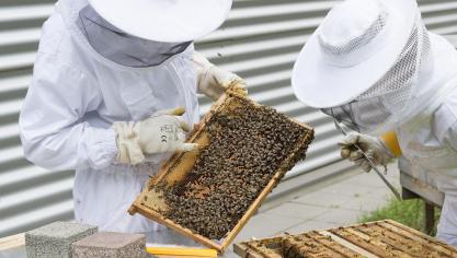 «L’apiculture est un maillon précieux pour la pollinisation de nombreuses cultures  et pour la biodiversité» indique le ministre Willy Borsus.