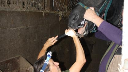 Les actes de dentisterie sont les bienvenus, une fois le cheval au box, à l’automne.