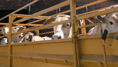 Depuis le 1 er  décembre 2021, les règles concernant le commerce d’animaux  vers d’autres États membres doivent être strictement appliquées.