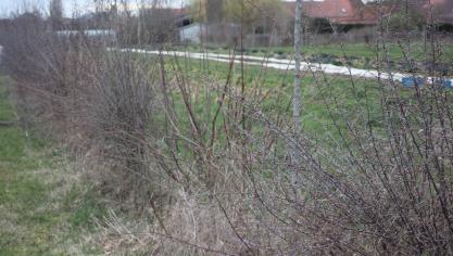 Les haies sont pérennes et jouent donc un rôle particulièrement intéressant.  Leur valeur de refuge est d’autant plus grand qu’elles sont larges  d’au moins 5 m, selon les spécialistes de la lutte raisonnée.