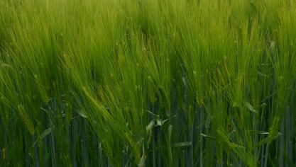 Les producteurs ayant des terres sur  les communes de Gesves, Ohey ou  Assesse peuvent intégrer le projet.