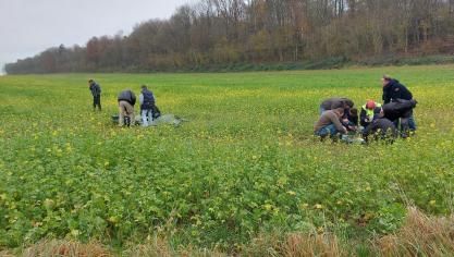 Les agriculteurs ne rechignent pas à la tâche pour extraire les blocs de terre.
