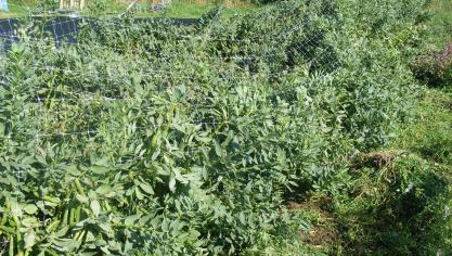 Les jardineries nous proposent une large gamme de matériel de tuteurage.  Ici, un grillage léger en matière plastique.