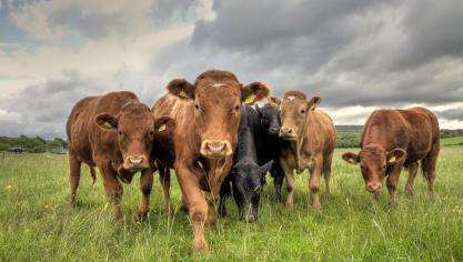 Pour soigner un troupeau contaminé par la mycoplasmose bovine,  le recours à un autovaccin semble s’avérer la solution la plus efficace.