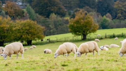 AdobeStock_315136527