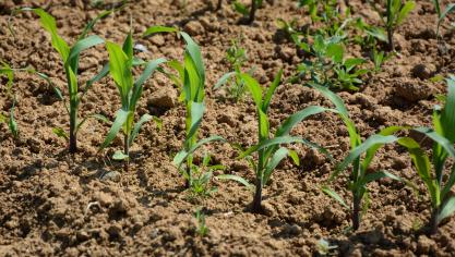 La croissance du maïs a été lente... Très rapidement, la culture a accusé un certain retard.