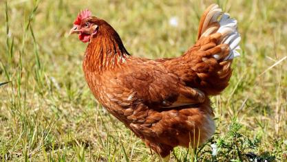 chicken-gf4442c7d7_1920