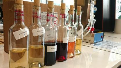 Échantillons de vins pour analyses.