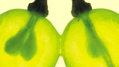 La complémentation de l’alimentation avec des pépins de raisins améliore l’équilibre  du microbiote intestinal des poules, réduit leur production de graisse et améliore la qualité de leurs œufs, ainsi que la croissance et la viabilité des poussins qui en sont issus.