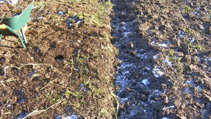 La partie du potager bêchée, à droite sur la photo, est bien décompactée, mais plus rien protège le sol de la battance par les pluies abondantes. Les plantes adventices sont enfouies. La partie non-bêchée est moins décompatée. Un travail adapté sera souhaité au printemps, par exemple avec un outil de décompaction qui ne retourne pas le sol. Les plantes adventices souffrent du gel mais ne sont pas dédruites.Les vers de terre et aux organismes vivants ont leur rôle à jouer dans les deux situations.