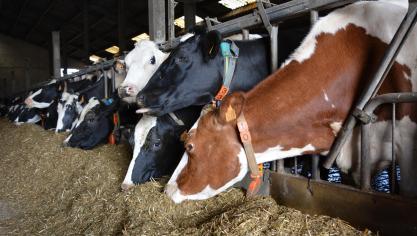 Les critères de valeur alimentaire tels que la teneur en amidon, la digestibilité de la matière organique et la teneur énergétique (VEM) sont également importants pour favoriserune production élevée tout en limitant l’usage d’aliments concentrés.
