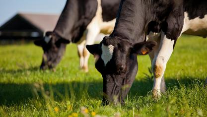 Optimiser l’utilisation des fourrages herbagers permet d’améliorer de nombreux aspects de la durabilité : autonomie, rentabilité ou encore réduction de la compétition avec l’alimentation humaine.