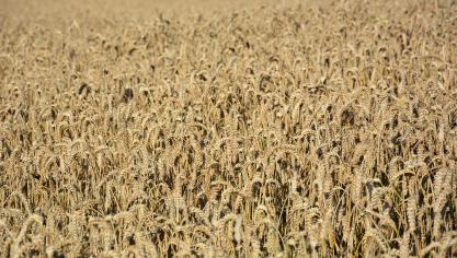 Les prix des céréales ont atteint leur plus haut niveau annuel depuis 2012 et progressent de 27,2% par rapport à 2020.