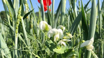 La mise en œuvre d’une stratégie de  diversification peut, notamment, entraîner, une amélioration de la productivité,  de la biodiversité et de la fourniture  de différents services écosystémiques.