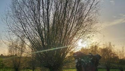 Le projet « Et nos (Hainaut) saules têtards ? » vise à la plantation de 5.000 perches, la taille  de 500 saules têtards et l’étude des pistes de valorisation des résidus de taille.