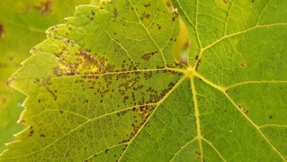 Nécroses sur une feuille de Solaris comme mécanisme de défense contre le mildiou.