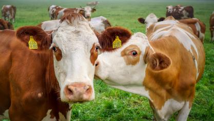 Pour préserver l’élevage européen, toute importation de viandes bovines issues de pays  « à haut risque » au regard de l’enjeu de déforestation devra être interdite si les importateurs ne sont pas en mesure de fournir toutes les informations relatives à l’identification  et au suivi des animaux dont elles proviennent, tout au long de leur vie.