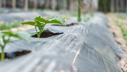 « Les plastiques biosourcés, biodégradables et compostables peuvent apporter des avantages par rapport aux plastiques  traditionnels» indique la commission.