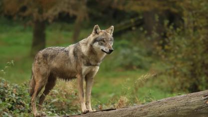 La plupart des éleveurs comprennent qu’il leur faudra cohabiter avec le loup  et sont demandeurs de moyens de protection.