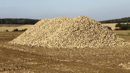 Après quatre ans de bas prix sur le marché de l’UE (en raison d’une offre excédentaire), l’étude indique que « depuis la campagne de commercialisation 2018-2019, l’ajustement annuel à la baisse de la production de sucre montre que le marché de l’UE  est en train de trouver un nouvel équilibre ».