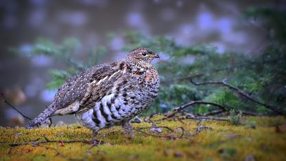 La commission souligne que la grande majorité (84 %) des 35 habitats agricoles et prairies  au niveau de l’UE sont dans un « état de conservation défavorable »  pour seulement 10 % en « bon état de conservation ».