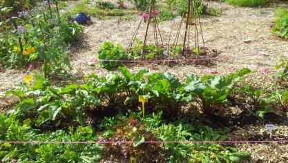 Le potager est développé selon les spécificités locales. Les zones moins faciles à ameublir resteront des chemins, celles naturellement plus meubles seront occupées par des légumes dont on récolte les racines. Dès qu'un espace se libère, après une récolte d'un légume, une autre plante est installée. Sans attendre. Le sol est occupé et protégé en permanence.