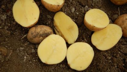 Nirvana, une variété «frites» Agrico, issue d’un croisement Carolus x Performer.