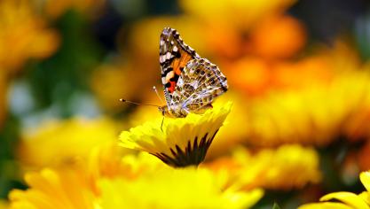 papillon