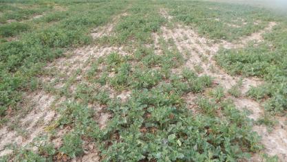 Les champs de colza d’hiver présentent actuellement un développement variable dans et entre les parcelles.