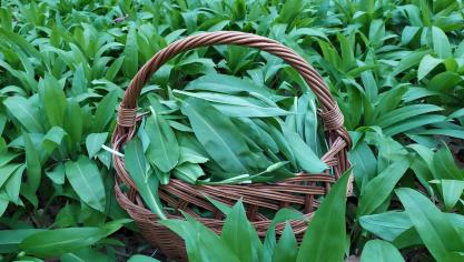 green-gbd667d286_1920